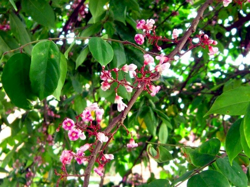 Ảnh cây khế với những chùm hoa nhỏ xinh thật đẹp