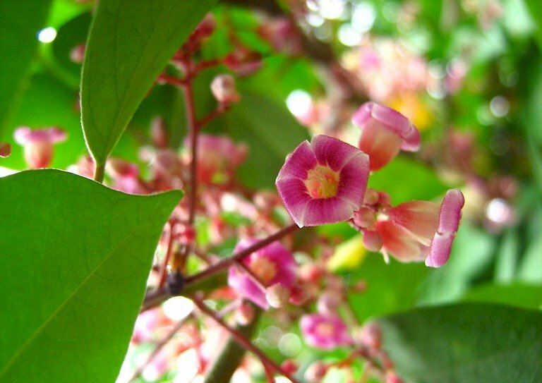 Hình cây khế nở hoa với sắc hoa tím chen sắc lá xanh thật đẹp