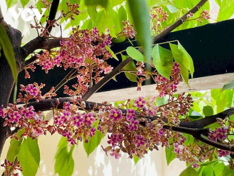 Cây khế trổ bông đẹp đến nao lòng