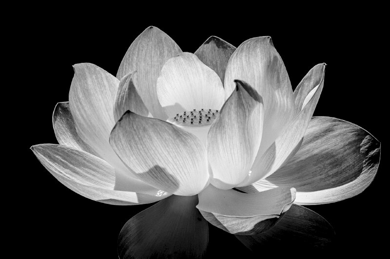 Hình hình ảnh nhành hoa sen White đen sạm giản dị, nhẹ dịu như phát biểu lên nỗi niềm tổn thất mát