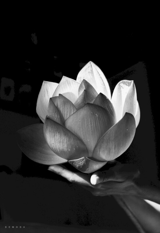 Hình hình ảnh White đen sạm đôi bàn tay nâng đoá hoa sen phát biểu lên nỗi sầu tổn thất đuối day dứt con cái tim