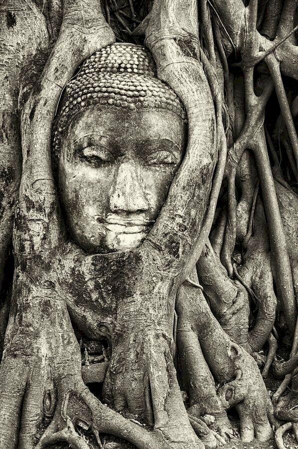 Hình hình ảnh white đen sạm rất đẹp tuyệt hảo tượng mặt mày Phật 700 tuổi hạc ẩn bản thân vô rễ cây