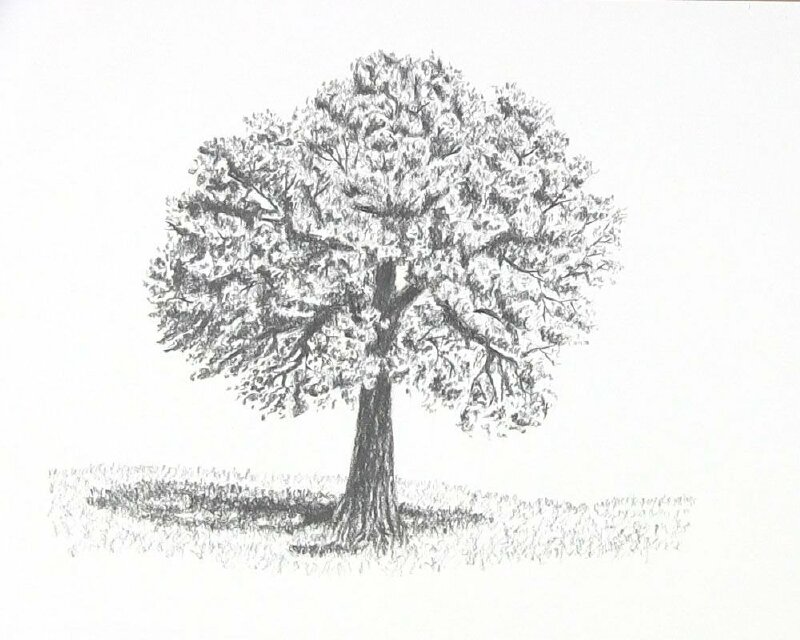 Hình vẽ cây cổ thụ đẹp, chân thật bằng bút chì