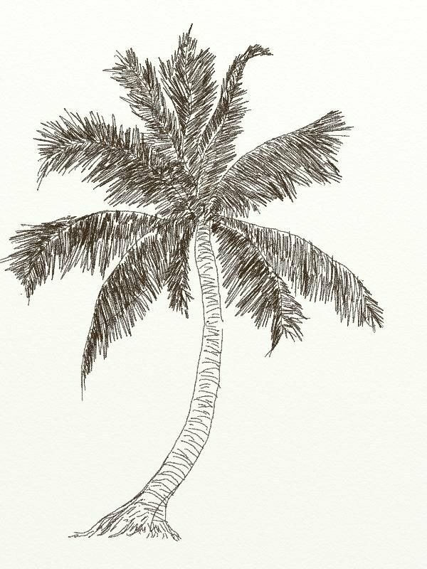 101 hình ảnh cây dừa đẹp, chất lượng cao, tải miễn phí
