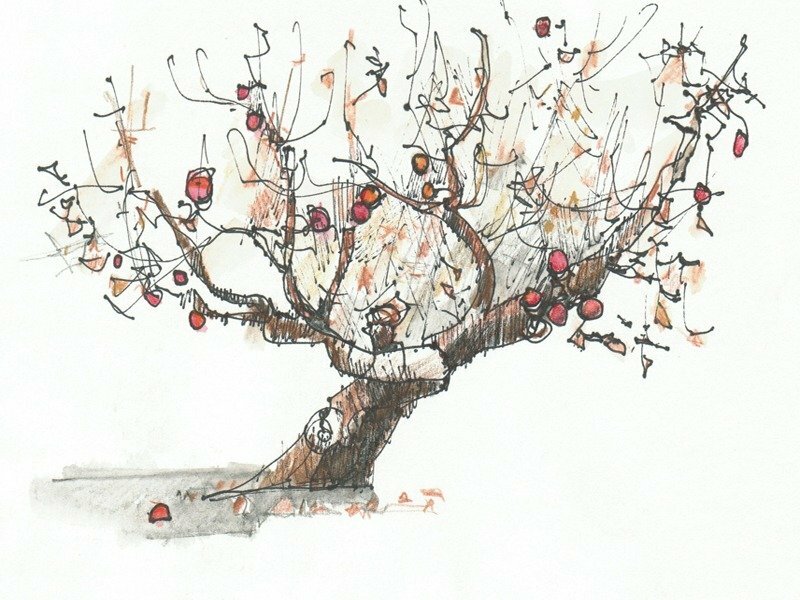 Top 114 về hình vẽ cây táo  Eteachers