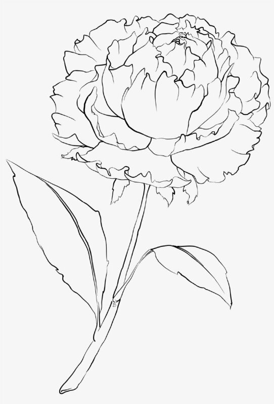 Hình ảnh Vẽ Hoa Mẫu đơn PNG  đen Trắng Hoa Mẫu đơn Vẽ Hoa Mẫu đơn PNG Hoa  PNG miễn phí tải tập tin PSDComment và Vector