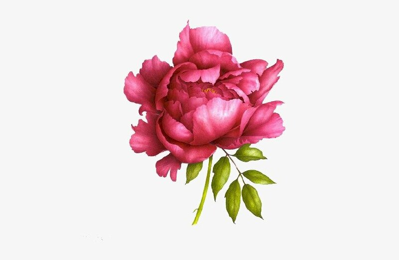 Hình vẽ bông hoa mẫu đơn màu đỏ đẹp sống động như thật