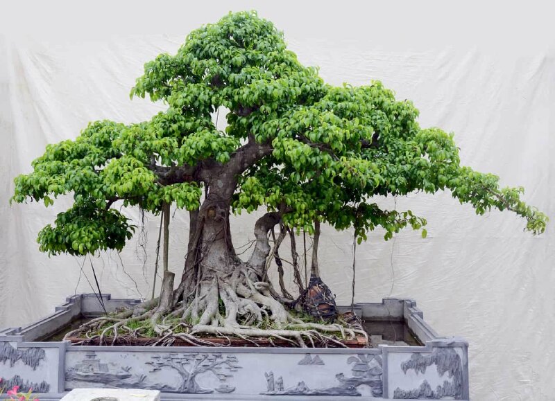 Hình ảnh cây si bonsai được nghệ nhân chăm sóc rất tốt