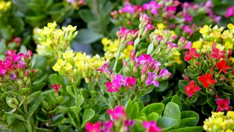 Hình ảnh hoa sống đời đủ các màu sắc