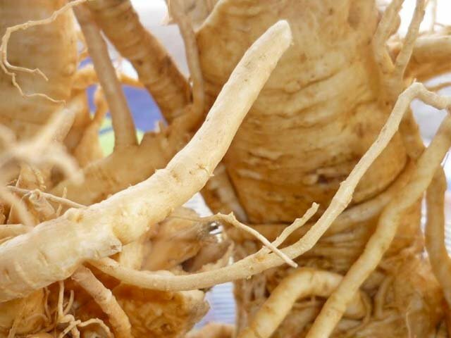 Hình ảnh rễ cây mật nhân