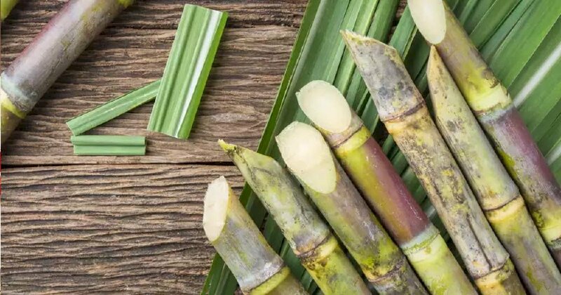 Hình ảnh khúc mía lau xanh mát