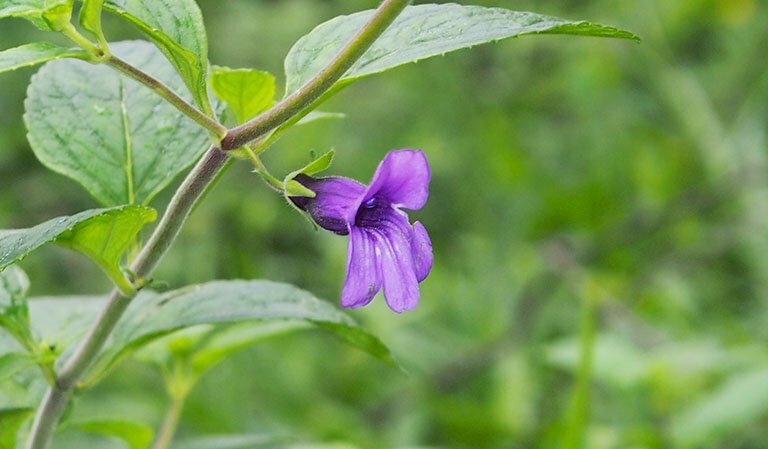 Hình ảnh nhánh hoa nhân trần đón ngày mới