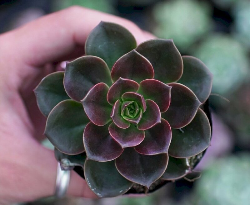 Hình ảnh sne đá nâu độc đáo 