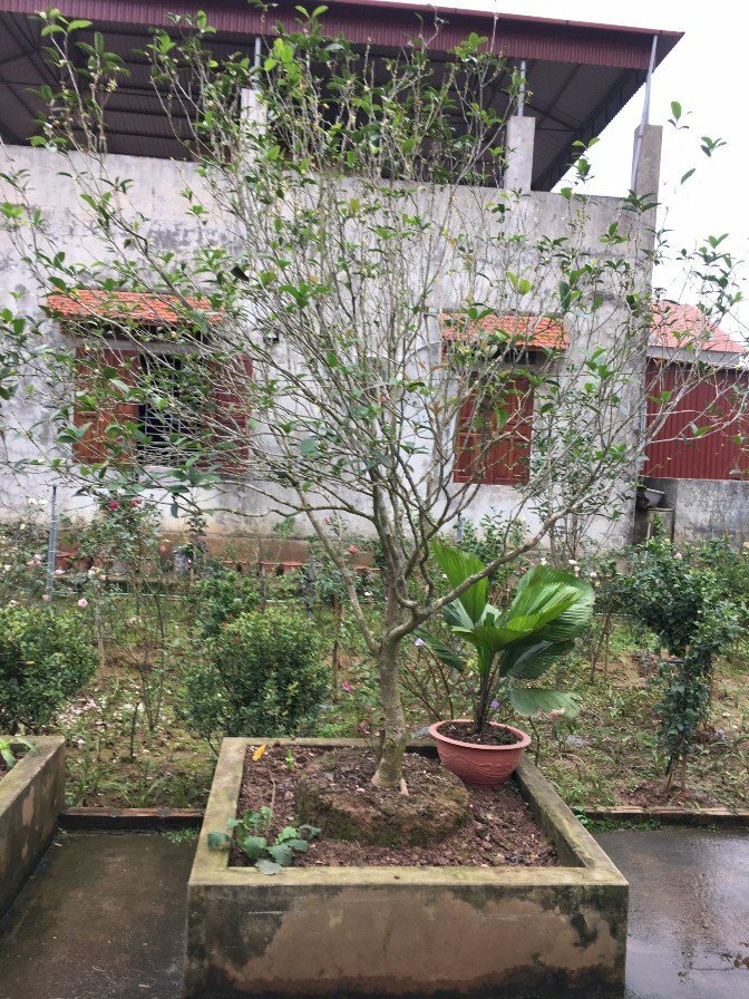 Hình ảnh chậu cây mộc hương ta