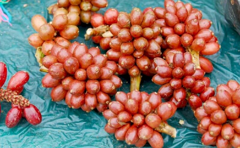 Hình ảnh trái thảo quả tươi