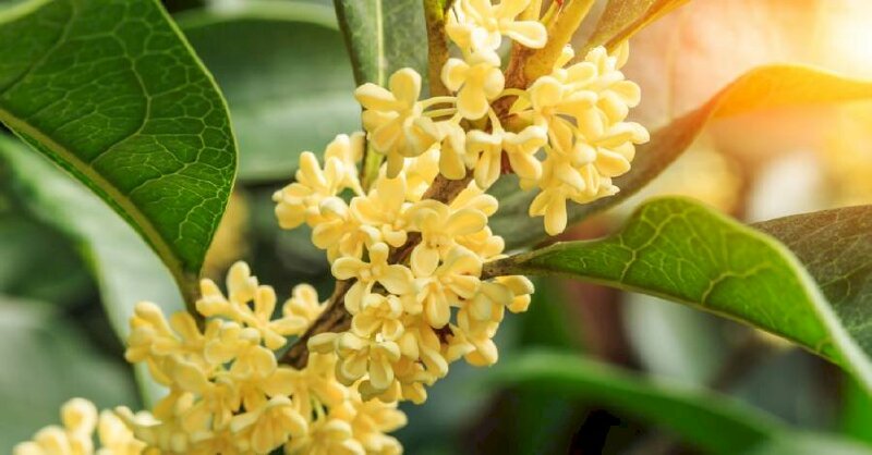 Hình ảnh hoa mộc hương vàng dưới nắng sớm