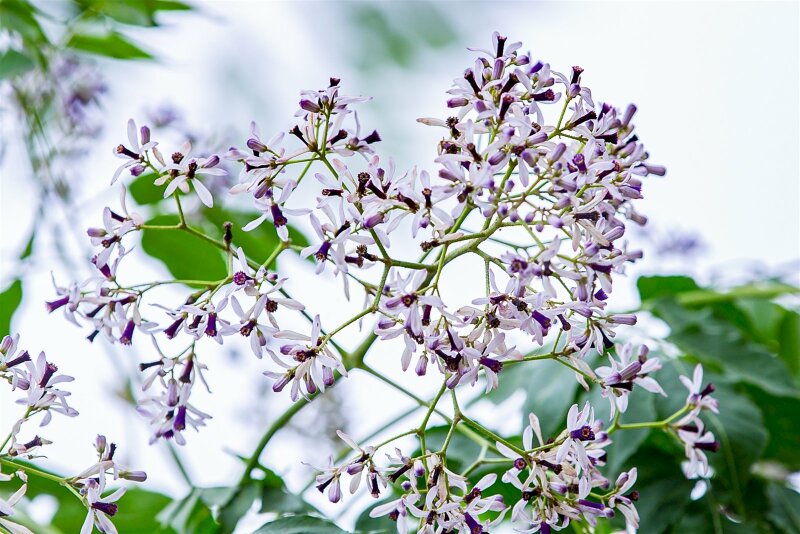 Hình ảnh hoa sầu đàu giữa trời tuyệt đẹp