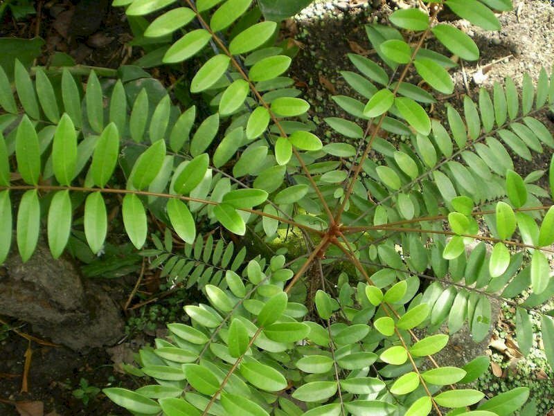 Hình dạng cây mật nhân với lá mật nhân mọc kép tựa như lông chim