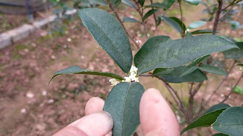 Hình ảnh lá mộc hương có màu xanh đậm