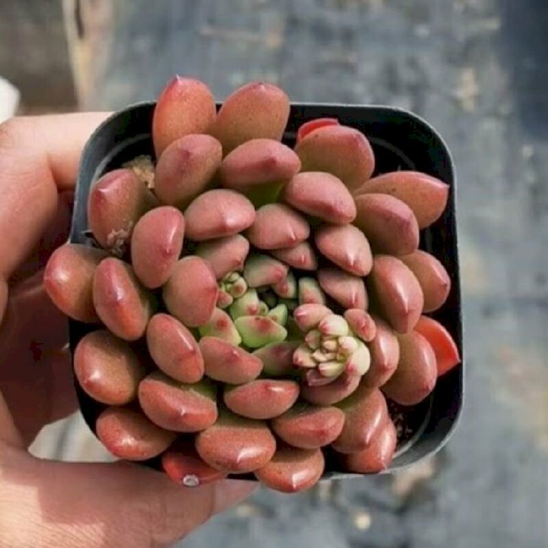 Hình ảnh sen đá ruby đỏ nhỏ xinh rất dễ thương