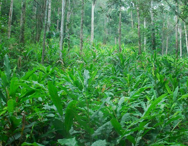 Hình ảnh rừng thảo quả tươi tốt