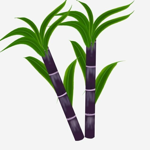 Hình vẽ cây mía đơn giản mà đẹp
