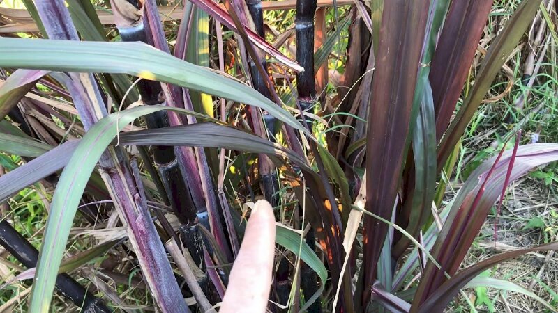 Ảnh lùm cây mía đỏ 