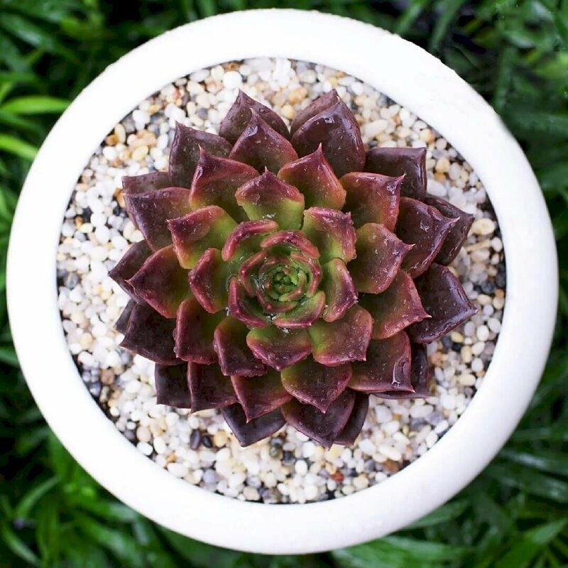 Hình ảnh chậu sen đá nâu hay còn gọi là Black Prince