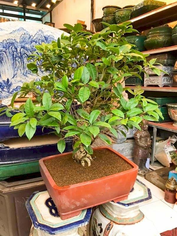 Hình ảnh bonsai cây mộc hương xanh tốt