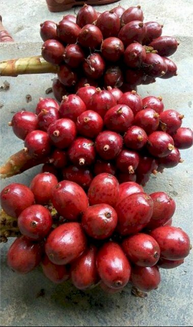 Hình ảnh hạt thảo quả đỏ còn tươi có nhiều công dụng đối với sức khỏe làm thuốc chữa đau bụng, đầy chướng, nấc, nôn ọe, tiêu chảy, sốt rét