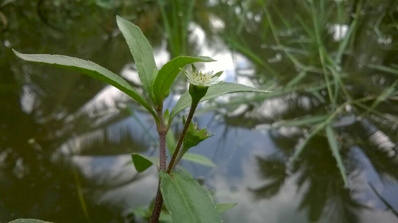 Bài thuốc chữa đau dạ dày bằng cây Nhọ nồi