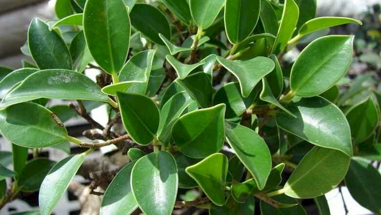 Hình ảnh nhánh lá cây si hay còn gọi là cây gừa, loài cây mang phong cảnh tuyệt đẹp