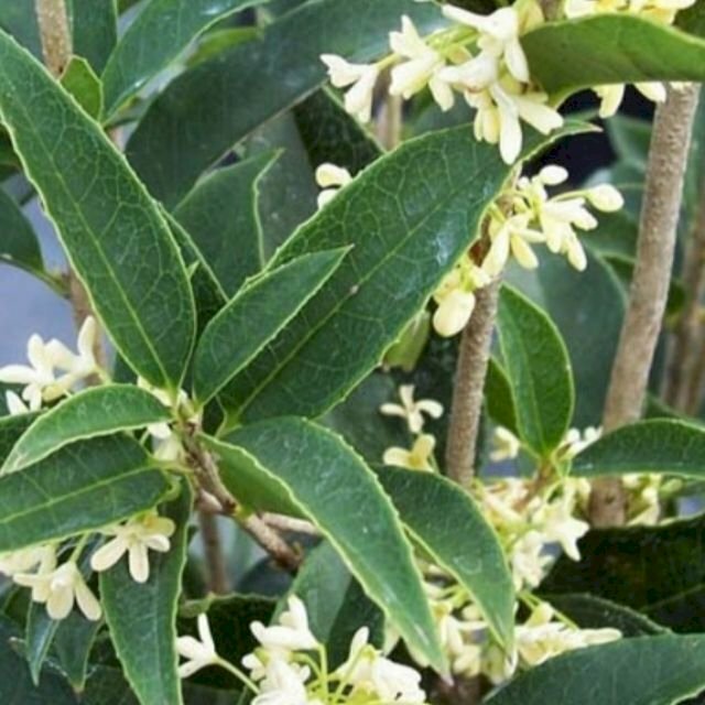 Hình ảnh lá mộc hương cùng nhánh hoa trắng xinh