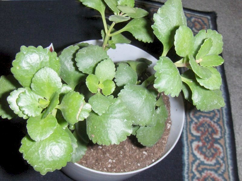 Hình ảnh lá sống đời tươi tốt trong chậu