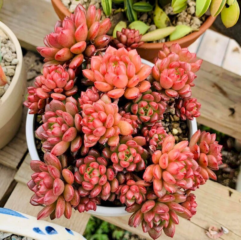 Hình ảnh cây sen đá ruby mọc thành từng chùm trong chậu