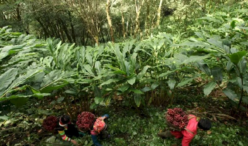 Hình ảnh bà con đi thu hoạch hạt thảo quả trong vườn