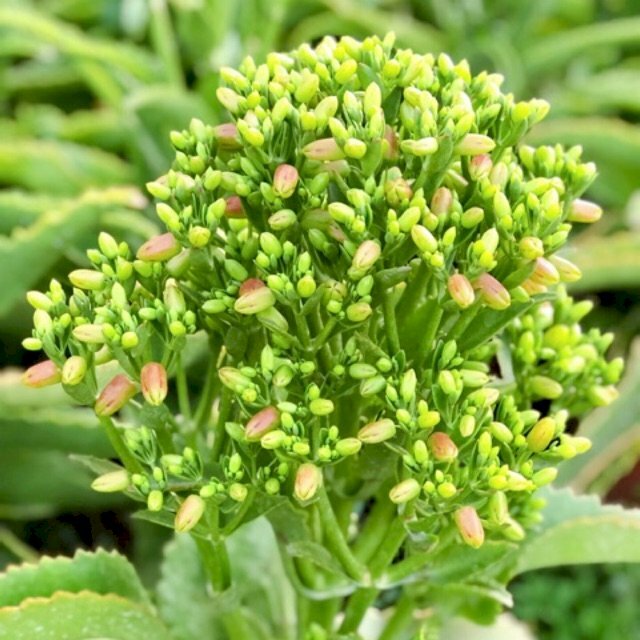 Hình ảnh cây hoa sống đời, loại này thường được dùng làm hoa trang trí bàn thờ