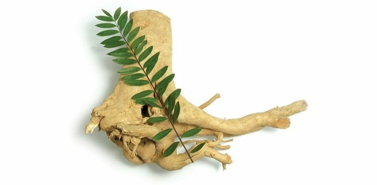 Hình rễ cây mật nhân phơi khô