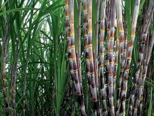 Hình ảnh tán cây mía đỏ còn có tên gọi khác là mía bách giải có nhiều công dụng đối với sức khỏe