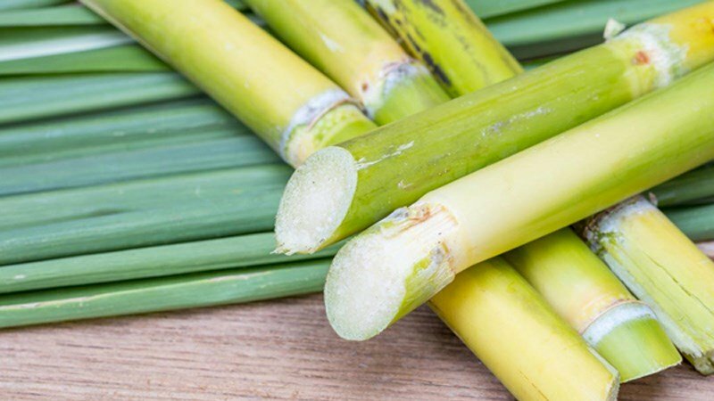 Hình ảnh từng khúc mia lau với vỏ ngoài màu vàng xanh, bên trong màu trắng