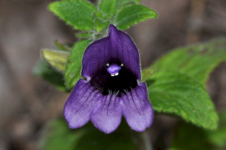 Hình ảnh hoa nhân trần có màu tím, đài hoa có 5 răng xếp thành hình chuông