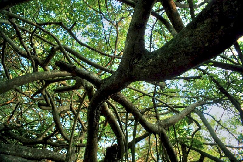 Hình ảnh tán cây si che mát cả một vùng trời