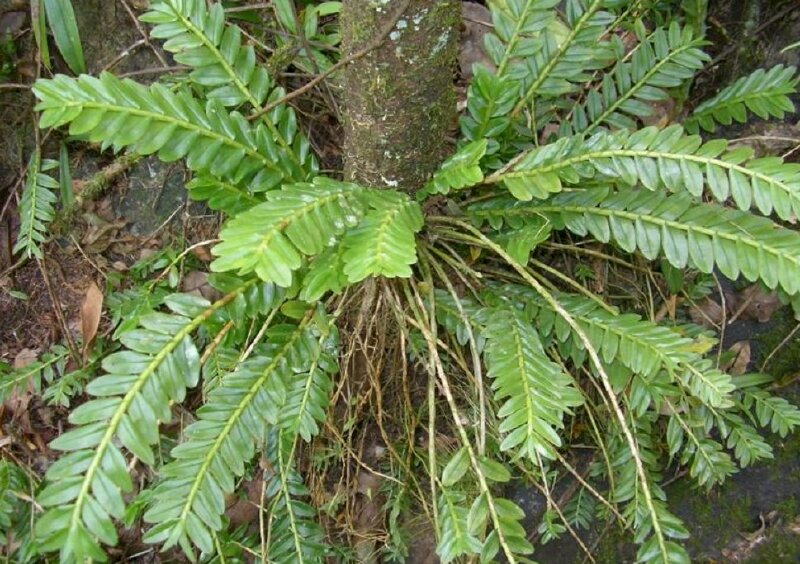 Hình ảnh cây thuốc mật nhân trừ phân hoa thì thân, rễ, lá đều có thể dùng làm thuốc