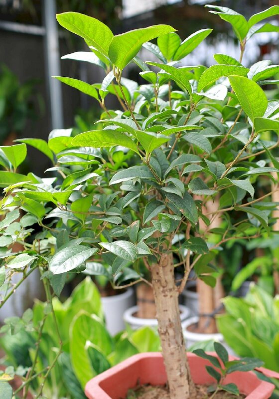 Hình ảnh cây mộc hương hay còn gọi là cây quế hoa xanh tươi