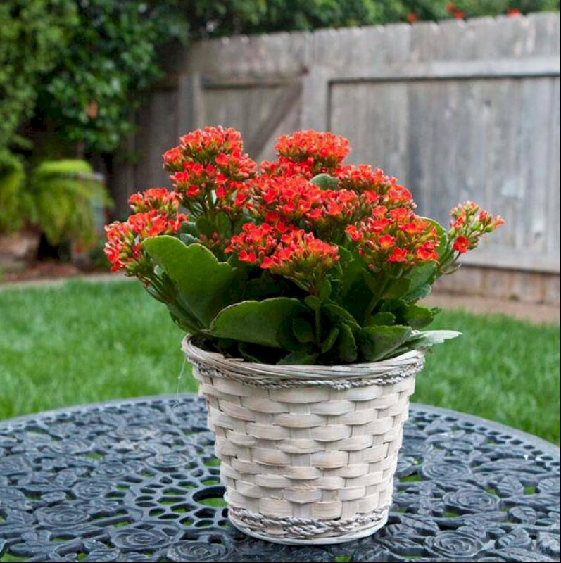 Hình nảnh chậu sống rất được ưa chuộng trang trí dịp Tết mang ý nghĩa phong thủy tốt