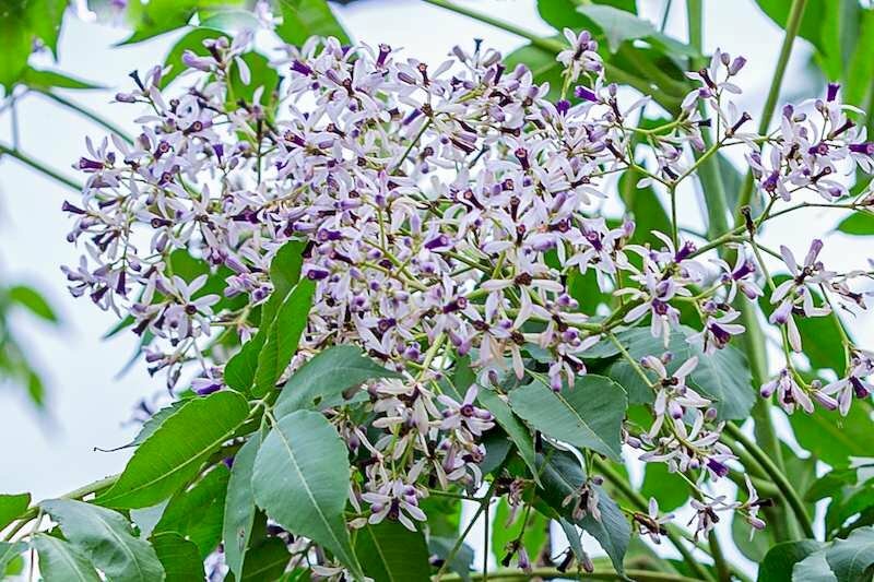 Hình nhánh hoa sầu đầu giữa nhánh lá tuyệt đẹp