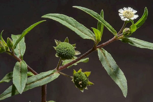 Hình ảnh lá nhọ nồi có màu xanh đậm có tác dụng lương huyết, cầm mấu, ích âm, bổ thận