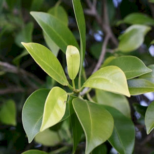 Hình ảnh lá si non mơn mởn dưới nắng sớm