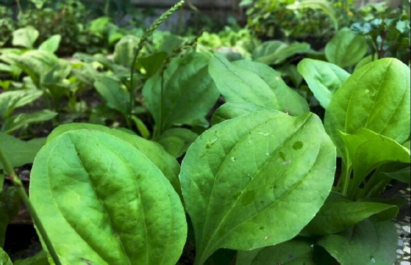 Hình ảnh lá mã đề có hình thìa, màu xanh đậm là bài thuốc hay trong Đông y