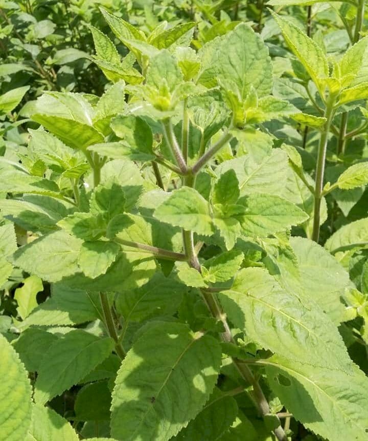 Hình ảnh vườn nhân trần đón nắng sớm